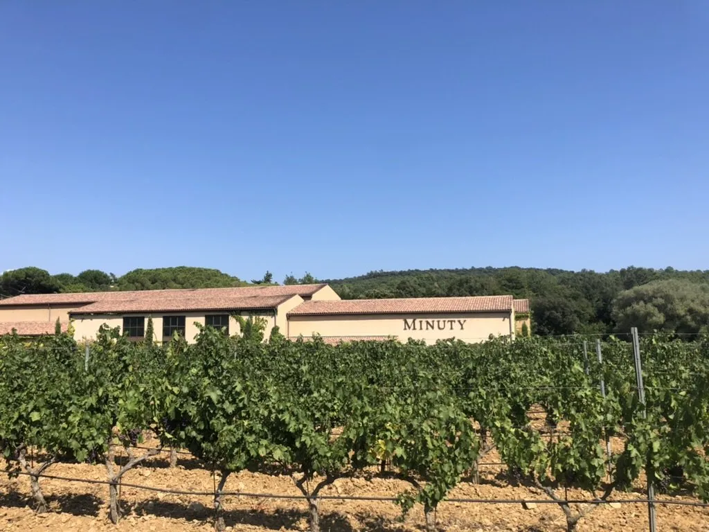 Chateau Minuty vineyards